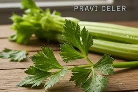 Pravi Celer: Understanding the Importance, Benefits, and Uses of Celery in Daily Life pravi celer